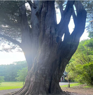 Applied Anthropology