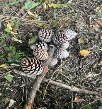 Digital Anthropology